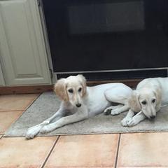 Saluki Puppies from Kushiel Salukis