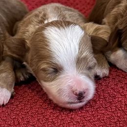 Fayette - Red  female Goldendoodle puppy in Bountiful, Utah from Red Brick Doodles