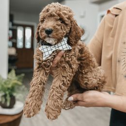 Bernedoodle, Goldendoodle, and Sheepadoodle Puppies from High Desert Doodles