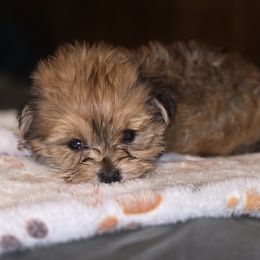 Biewer Terrier, Yorkipoo, and Yorkshire Terrier Puppies from Tiny Paws Luxury Pets