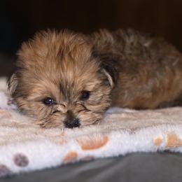 Biewer Terrier, Yorkipoo, and Yorkshire Terrier Puppies from Tiny Paws Luxury Pets