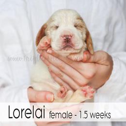Lorelai - Red and white female Basset Hound puppy in Jefferson City, Missouri from Triple Hill Farm