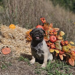 Green collar - Fawn male Pug puppy in Sultan, Washington from Pawsome Pug Companions