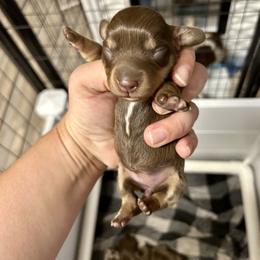 Daisy's Puppy 6 Female - Chocolate and tan female Dachshund puppy in Rattan, Oklahoma from Burgett’s Barnyard Dachshunds