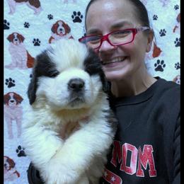 Brown Collar - Mahogany and white male Saint Bernard puppy in New Philadelphia, Ohio from Fletchers Saints