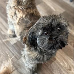 Rayna - Brindle female Shih Tzu puppy in Berkeley Springs, West Virginia from Sandridge Shih Tzus