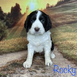 Rocky - English Springer Spaniel puppy in Pine Island, Minnesota from Country Breeze Springer Spaniels