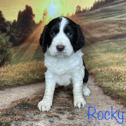 Rocky - English Springer Spaniel puppy in Pine Island, Minnesota from Country Breeze Springer Spaniels