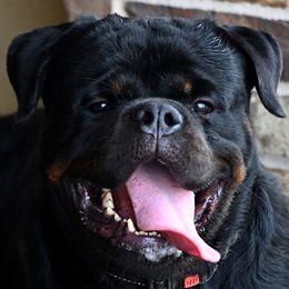 Rios - Rottweiler