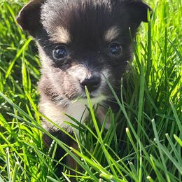 Toy Australian Shepherd Puppies from SLASH SEVEN Toy Aussies