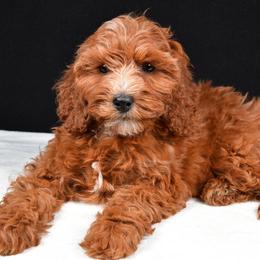 Candy - Red female Cavapoo puppy in Temecula, California from Designer Doodles