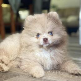 Pomeranian Puppies from FAITHOPELOVE POMS KENNELS