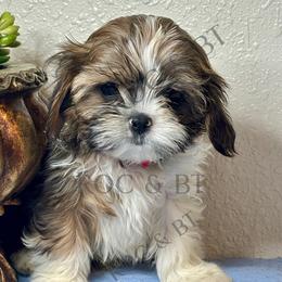 Tommy - Black gold and white male Cavatzu puppy in Oklahoma from Rocky Oak Cavaliers & Biewer Terriers LLC