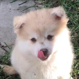 Joey - Merle male Pomsky puppy in Spring Hill, Florida from PDQ Pomskies