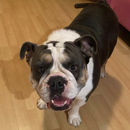 Bulldogs from Zamora Bulldogs
