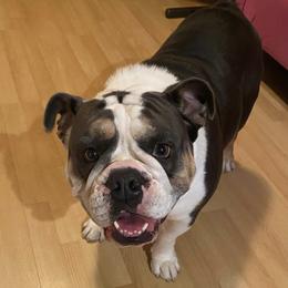 Bulldogs from Zamora Bulldogs