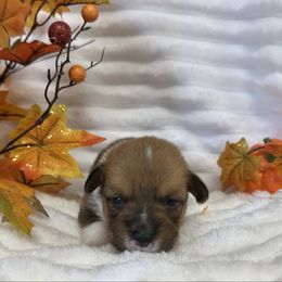 Rosemary - Sable female Pembroke Welsh Corgi puppy in Hico, Texas from Chisholm Trail Kennels