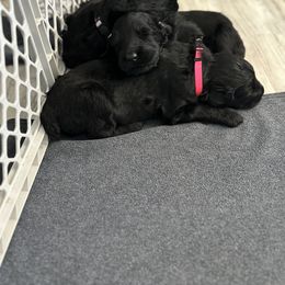 Black Russian Terrier Puppies from Nova Noir