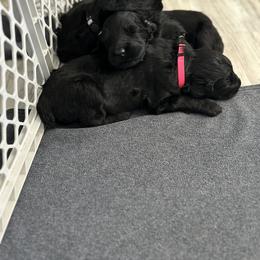 Black Russian Terrier Puppies from Nova Noir