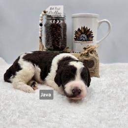 Java - Parti male Goldendoodle puppy in Summerville, South Carolina from Channys Doodles