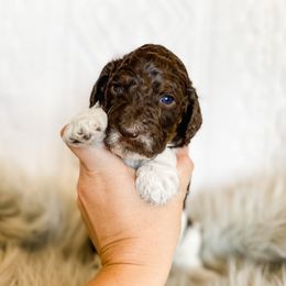 Poodle Puppies from LeBaron Standard Poodles