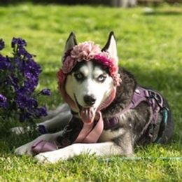 Siberian Huskies from Christina Karcher's Siberian Huskies