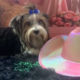 Rosie - Biewer Terrier