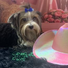 Rosie - Biewer Terrier
