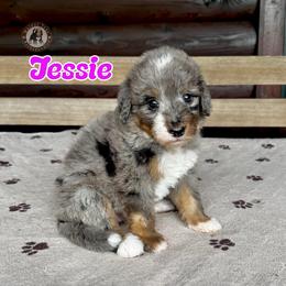 Jessie - Blue merle female Bernedoodle puppy in Banner Elk, North Carolina from Walnut Tree Bernedoodles