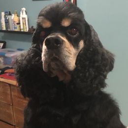 Louie - Cocker Spaniel