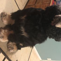 Louie - Cocker Spaniel