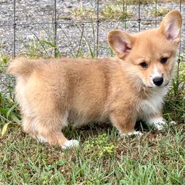 Ready to go Now- Maggie's Red boy 1 - Red male Pembroke Welsh Corgi puppy in Rochester, Indiana from Stacy’s Pembroke Welsh Corgis