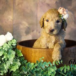 Bernedoodle and Goldendoodle Puppies from Adirondack Poodles Goldendoodles,Bernedoodles & Schnoodles