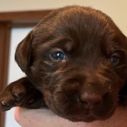 Girl 3 - Chocolate Labrador Retriever puppy in Troup, Texas from Cornerstone kennels