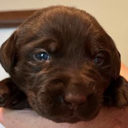 Girl 3 - Chocolate Labrador Retriever puppy in Troup, Texas from Cornerstone kennels