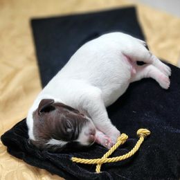 Boy 1 - Liver and white male German Shorthaired Pointer puppy in Kalamazoo, Michigan from Marshall's Shorthairs
