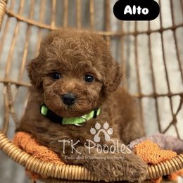 Alto - Red  male Poodle puppy in Belleville, New Jersey from TK Poodles