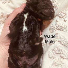 Wade - Black male Poodle puppy in Woodleaf, North Carolina from Circle T Ranch K9s