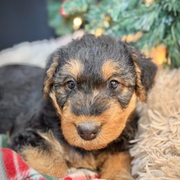 Light Purple Collared Female - female Airedale Terrier puppy in Marshallville, Ohio from Anne's Pups