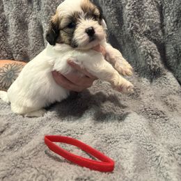 Blake - Brown and white male Shichon puppy in Onawa, Iowa from Parico Puppies