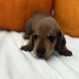 Comet - Red male Dachshund puppy in Athens, Alabama from Weidenthal Dachshunds
