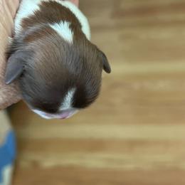 Girl 3 - Tricolor female Shih Tzu puppy in Clifton Springs, New York from Whispering Winds Charmed Hollow