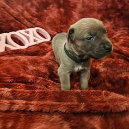 Earl - Gray and fawn male Cane Corso puppy in Roachdale, Indiana from Cast Iron Kennels