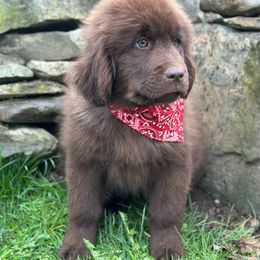 Xara - Brown Newfoundland puppy in Tully, New York from Bear Paw Newfoundlands