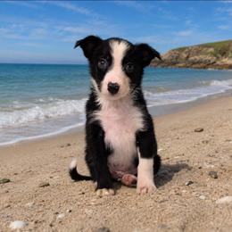 Jamaica - Black and white male Border Collie puppy in Avilla, Indiana from Borderline Kennels