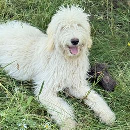 Saffron - Cream male Goldendoodle puppy in Maple Falls, Washington from Cynthia’s Goldendoodles