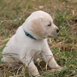Labrador Retriever Puppies from Ivy Leash Labradors