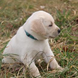 Labrador Retriever Puppies from Ivy Leash Labradors