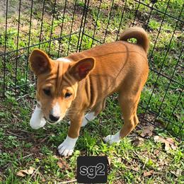 Solo girl 2 - Red and white female Basenji puppy in Caldwell, Texas from Candyce Witte