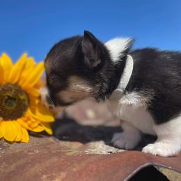 Pembroke Welsh Corgi Puppies from Top-Notch Paws